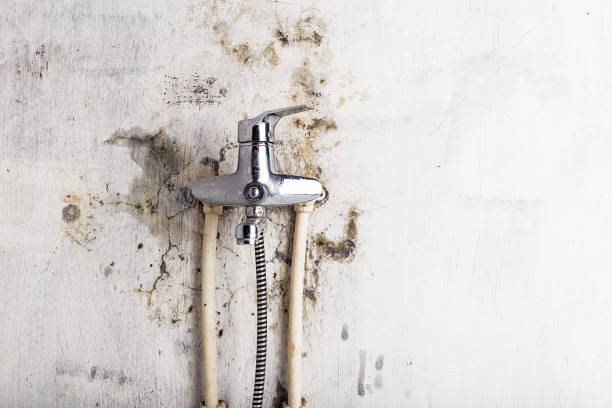 Best Basement Mold Remediation in Bel Air North, MD