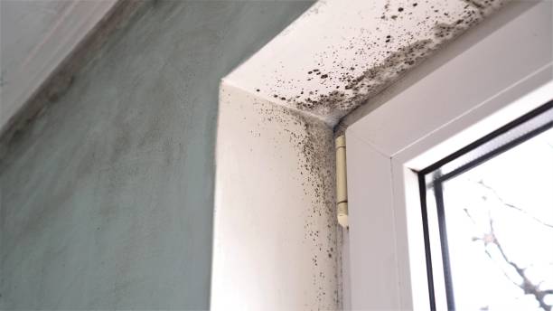 Best Emergency Mold Remediation in Bel Air North, MD