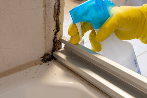 Best Black Mold Remediation in Bel Air North, MD