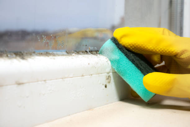 Best Mold Testing and Inspection Services in Bel Air North, MD