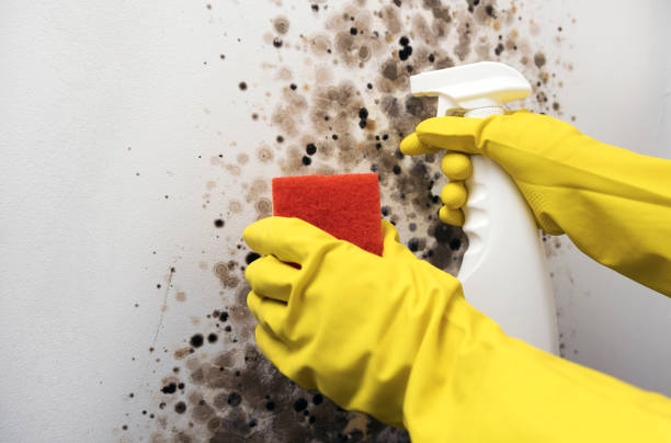 Best Health and Safety Mold Remediation in Bel Air North, MD