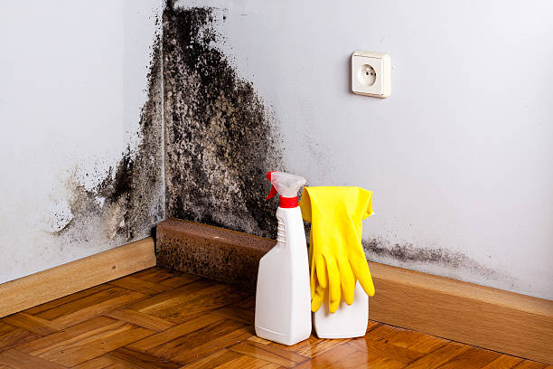 Best White Mold Remediation in Bel Air North, MD