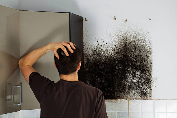 Best Attic Mold Remediation in Bel Air North, MD