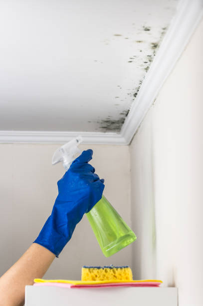 Trusted Bel Air North, MD Mold Remediation Experts
